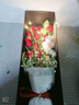 梦馨鲜花鲜花速递11朵红玫瑰礼盒花束送女友生日礼物全国同城配送 11朵红玫瑰礼盒 实拍图