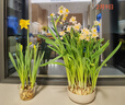 绿丝绦水仙花水培花卉进口洋水仙种球耐寒好养活冬季年宵盆栽植物 洋水仙种球6个+陶瓷盆 实拍图