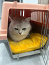 獒少保【带挂碗+垫板】宠物航空箱大号狗猫托运箱猫咪狗狗航空箱运输箱 一号PLUS 建议18斤以内 实拍图