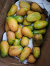 集南鲜 越南青玉芒果 芒果当季大青皮黄皮大芒果新鲜水果整箱 含箱10斤 单果250g起  净重9斤 实拍图