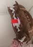 名创优品（MINISO）哈利·波特系列妖怪们的妖怪书靠枕16号 毛绒玩具抱枕午睡枕 实拍图