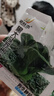 【京东物流】蔬菜种子四季播盆栽阳台庭院香菜生菜菠菜简单秋易种 黑叶苏州青种子1包约1000粒 实拍图