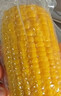 十月稻田 黄甜糯玉米 8根 3.52斤 真空包装 东北粘玉米棒 低脂早餐 实拍图