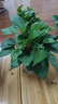 特价绿萝盆栽室内客厅办公室吸甲醛净化空气水培植物绿植花卉好养 【1盆】绿萝+早安吸水盆 整体含盆高度20-25cm 实拍图
