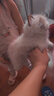 婴果小岛会叫的布偶猫仿真小猫咪玩偶背包双肩包毛绒玩具睡觉抱女孩子礼物 棕色布偶猫【可以喵喵叫】 45厘米 实拍图