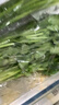 带根香菜100g 实拍图
