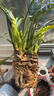 劉閣蘭花兰花苗 香妃 有香味的夏带花苞出售室内外花卉绿植盆栽草观花植物 5苗带3花苞加盆土肥 说明书 实拍图