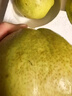 隰县玉露香梨 【顺丰现货】整箱香梨当季水果山西隰县小西天特产 孕妇水果送礼 9粒大果（净重5-6斤）单果80+mm 实拍图
