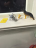 52TOYS TOM&JERRY精神状态品鉴盲盒潮玩摆件玩偶手办玩具单只教师节 实拍图