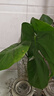 爱优尚水培龟背竹盆栽客厅室内办公室桌面植物1株吸甲醛源头直发 实拍图