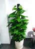 Only you【2小时达】发财树大型盆栽绿植花卉室内客厅办公室开业乔迁生日 绿萝 实拍图