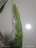 有机芹菜（西芹）400g 实拍图