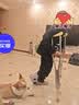 怡辉（YIHUI） 踝关节固定支具跟腱靴医用足脚踝扭伤跖骨骨折足托 短款右脚S码 实拍图