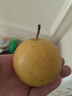 樱慕晴【JD地标认证】正宗辽宁鞍山南果梨东北特产南国梨香水梨新鲜水果 【普装特大果黄梨】约20枚 4.5斤 实拍图
