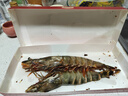 禧美海产 巨无霸黑虎虾无冰净重450g/盒 2只装 巨型海捕 宴请送礼 年货 实拍图