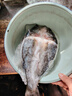深海七星三去开背免洗海鲈鱼空保鲜活鱼新鲜速冻冷冻清蒸高营养 500克-600克 开背海鲈鱼3条【三去免洗】聚划算 实拍图