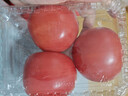 番茄约500g 实拍图