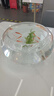 橙央玻璃鱼缸特大号圆形透明生态创意鱼缸客厅桌面加厚玻璃鼓缸金鱼缸 特大号鼓缸35厘米+彩石+水草 实拍图