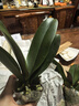 年宵花春节蝴蝶兰盆栽绿植花卉年货装饰过年四季开花大苗好养易活 白美人---【包开花】送营养液2包 带2支花剑 实拍图
