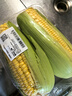 黄粒甜玉米约800g 实拍图