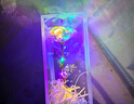 七彩炫光玫瑰花星空彩金浪漫情人节送老婆女友闺蜜生日礼物金箔g 金箔玫瑰-彩金玫瑰花-1枝装（盒装） 【送它一朵永不凋零的爱意玫瑰】 实拍图
