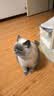 优基（YJ）乌骨鸡猫粮成猫幼猫通用全价无谷鲜肉三文鱼猫粮食补营养1.5/10kg 1.5kg乌骨鸡全年龄全价猫粮 实拍图