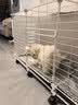 爱咪宠狗笼子小中型犬带厕所冬天家用保暖小型犬狗狗围栏泰迪比熊狗笼 三格带轮【109*37*57】可移动 豪华款：狗窝+喂水喂水器+基础款 实拍图