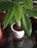 发财树盆栽大植物室内办公室桌面客厅小盆景招财树苗绿植花卉盆栽 三杆发财树 5-8cm【透明储水盆】 【送肥料】 实拍图
