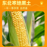 十月稻田 黄糯玉米 3.52斤(220g*8根) 东北粘苞米 早餐杂粮 马年限定 实拍图