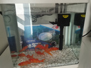 技研精工（JIYJNJINGGONG）鱼缸客厅小型家用带增氧桌面超白玻璃过滤免换水生态懒人鱼缸240 实拍图