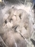 GUO LIAN国联 翡翠生虾仁 净重200g独立包装 31-40只 京东虾仁品质年货节 实拍图