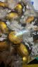 瑞士莲进口Lindt软心球榛仁牛奶黑巧克力500g散称婚庆喜糖 70%特浓黑巧克力500g散称 实拍图