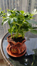 【八方来财】发财树鸭脚木盆栽四季常青桌面防辐射花卉盆景 八方来财20厘米4颗【發陶瓷盆】 送肥料 实拍图