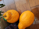 生活＆好管家 四川春见耙耙柑爆浆大果新鲜水果礼盒应季橘子现摘柑橘子桔子 8.5-9斤【性价比高-全家爽吃】净重8斤 果径90mm+【超大果】 实拍图