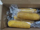 京鲜生东北黄糯玉米300g*8棒 甜黏玉米低脂早餐代餐粗粮真空装 源头直发 实拍图