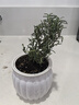 迷迭香苗盆栽可食用驱蚊植物香草薄荷苗绿植物室内煎牛排水培花卉 迷迭香原盆土一盆 盆径约12cm 含盆高约25cm 实拍图
