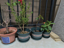 花盆绿植盆栽加厚塑料简约多肉小盆阳台客厅月季玫瑰大号家用花盆 矮款1加仑(口径15cm)1个盆 配套托盘 实拍图