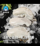 海鲜世家韩国冷冻生蚝肉净重430g 17-27只牡蛎肉火锅烧烤食材海鲜生鲜年货 实拍图
