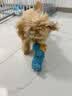 阿柴与猫怪叫狗狗玩具蓝色狗狗磨牙洁齿互动陪伴发声清洁口腔发声解闷玩具 实拍图