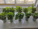 双盟绿萝盆栽除甲醛花卉绿植办公室新房净化空气 120款10盆源头直发 实拍图