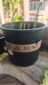 花盆绿植盆栽加厚塑料简约多肉小盆阳台客厅月季玫瑰大号家用花盆 高款1加仑(口径16cm)2个盆 不带托盘 实拍图