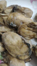 七月的海鲍鱼鲍鱼干野干鲍海鲜干货佛跳墙批发100克250克非即食小鲍鱼干货 鲍鱼100g约29-31只 实拍图