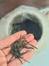 至鼎茶叶礼盒装信阳毛尖绿茶特级250g 传统国风礼盒送礼品长辈老丈人 实拍图