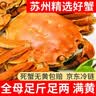 【活蟹】龙行大闸蟹现货 鲜活螃蟹特大公母海鲜中秋礼品礼盒装 全母蟹2.3-2.6两 6只 实拍图