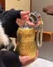 HOOMEY纯钛花生钛杯高颜值钛保温杯子送老婆高端钛水杯子教师节生日礼物 好运花生【精美礼盒】300ml 实拍图