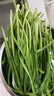京鲜生 云南现摘新鲜韭菜饺子馅净重5斤 农家自种 新鲜蔬菜源头直发包邮 实拍图