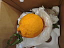 京觅四川不知火丑橘丑柑5斤单果80mm+生鲜水果源头直发2月24号后发货 实拍图