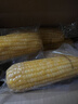 京鲜生 东北黄玉米净重3.6斤 8根*220g+ 真空包装加热即食 源头直发 实拍图