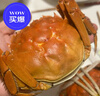 【活蟹】阳澄联合鲜活大闸蟹现货公3.5-3.8两 母2.5-2.8两 4对8只螃蟹年货礼盒源头直发 实拍图