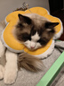 华元宠具（hoopet）狗狗伊丽莎白圈项圈小型犬宠物猫咪颈圈脖圈头套猫伊利沙白圈头罩 实拍图